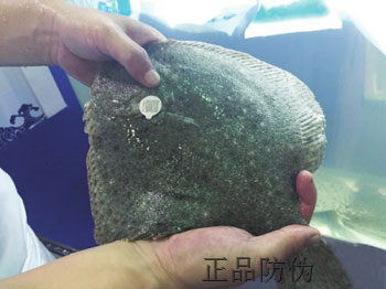 鱼类二维码防伪标签技术 鱼类二维码防伪标签技术